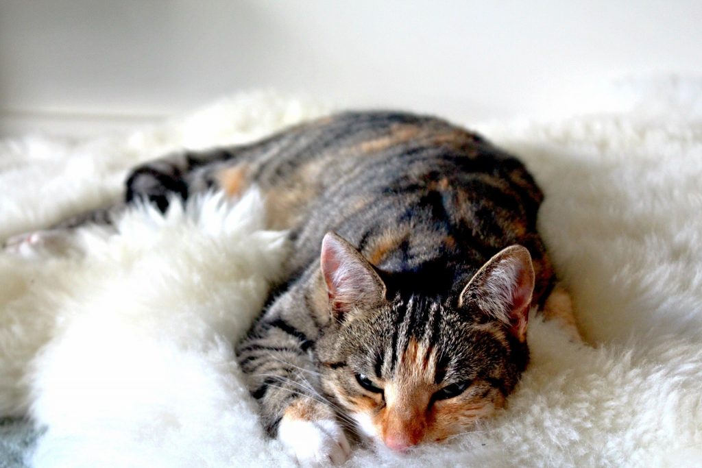 adorable-animal-asleep-266784