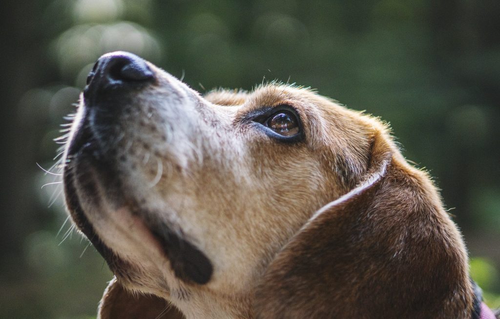 pexels-photo-464664